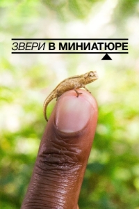 Постер Звери в миниатюре (Super Small Animals)