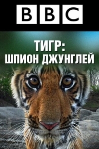 Постер BBC: Тигр — Шпион джунглей (Tiger: Spy in the Jungle)