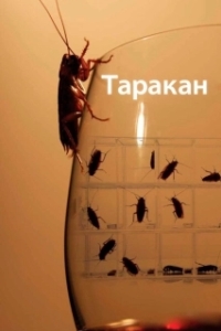 Постер Таракан (Cockroach)