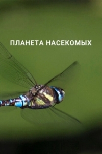 Постер Планета насекомых (Planet Insect)